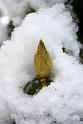 2011-01-24, Schnee (10)